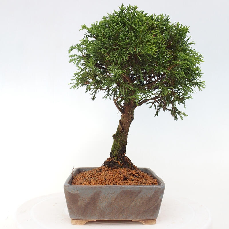 Bonsai da esterno - Juniperus chinensis Itoigawa