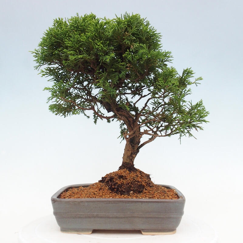 Bonsai da esterno - Juniperus chinensis Itoigawa