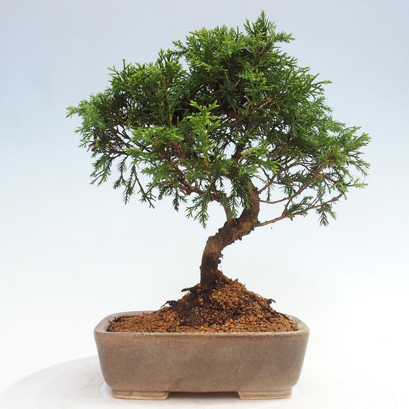 Bonsai da esterno - Juniperus chinensis Itoigawa
