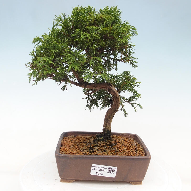 Bonsai da esterno - Juniperus chinensis Itoigawa