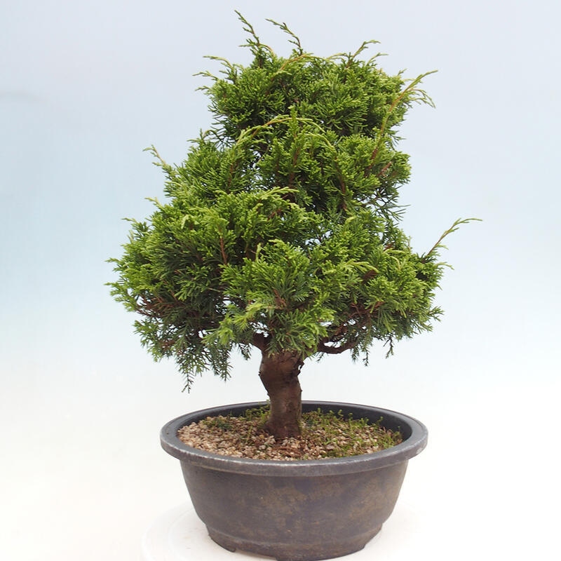 Bonsai da esterno - Juniperus chinensis Itoigawa