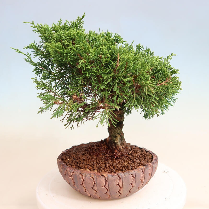 Bonsai da esterno - Juniperus chinensis Itoigawa