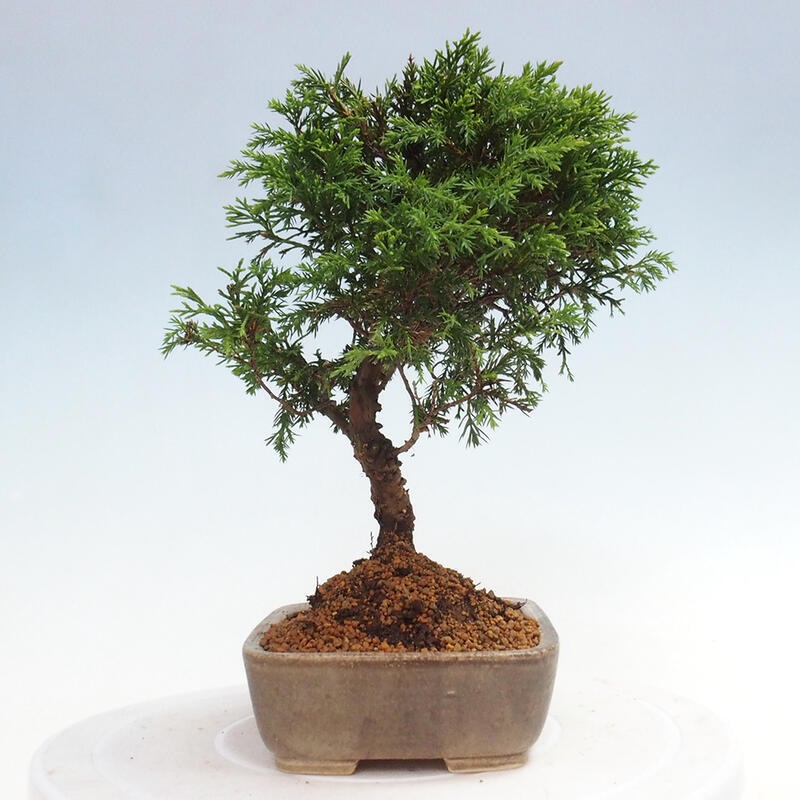 Bonsai da esterno - Juniperus chinensis Itoigawa