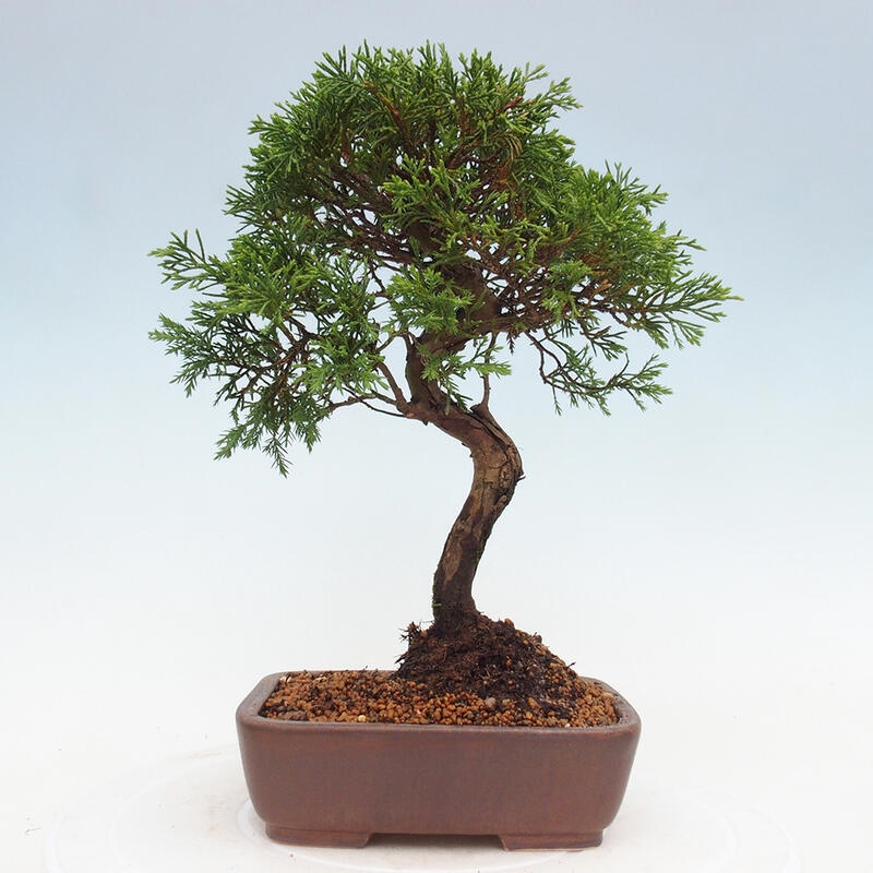 Bonsai da esterno - Juniperus chinensis Itoigawa