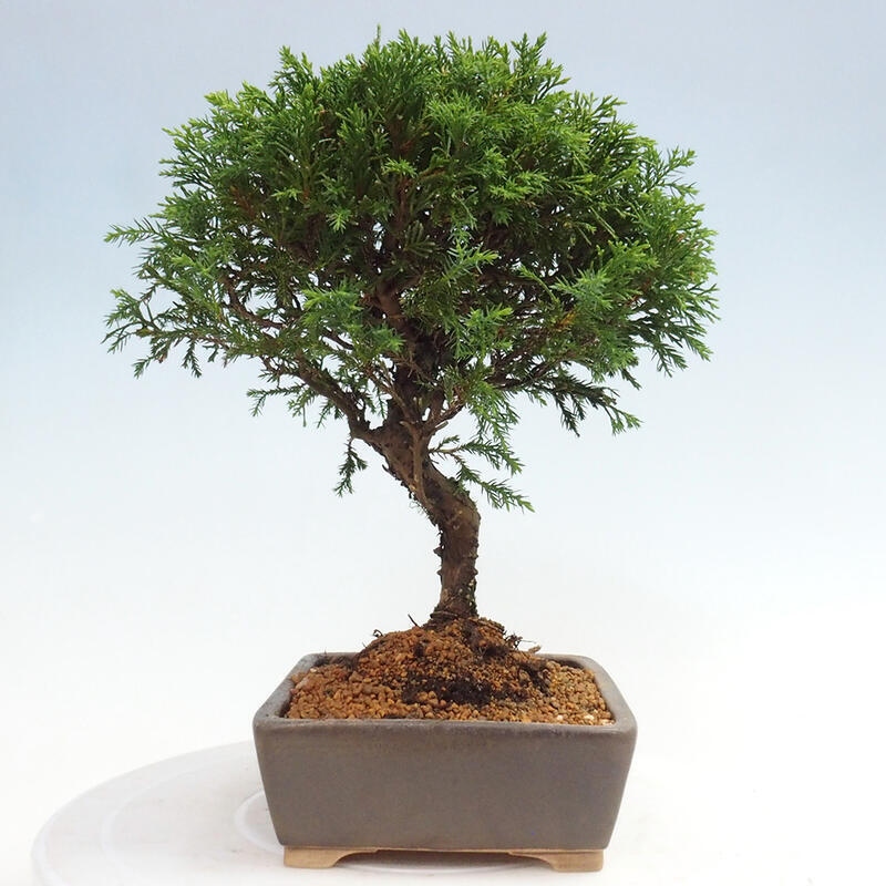 Bonsai da esterno - Juniperus chinensis Itoigawa