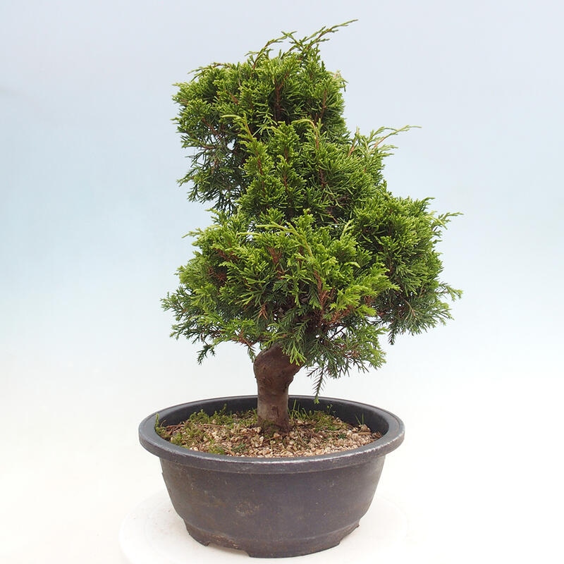 Bonsai da esterno - Juniperus chinensis Itoigawa
