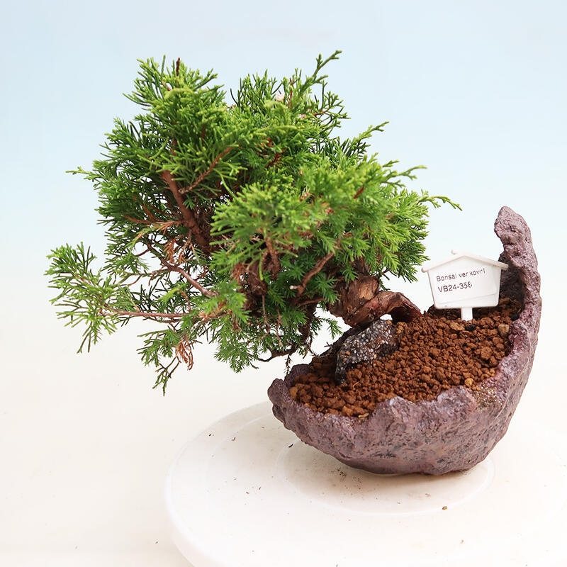 Bonsai da esterno - Juniperus chinensis Itoigawa