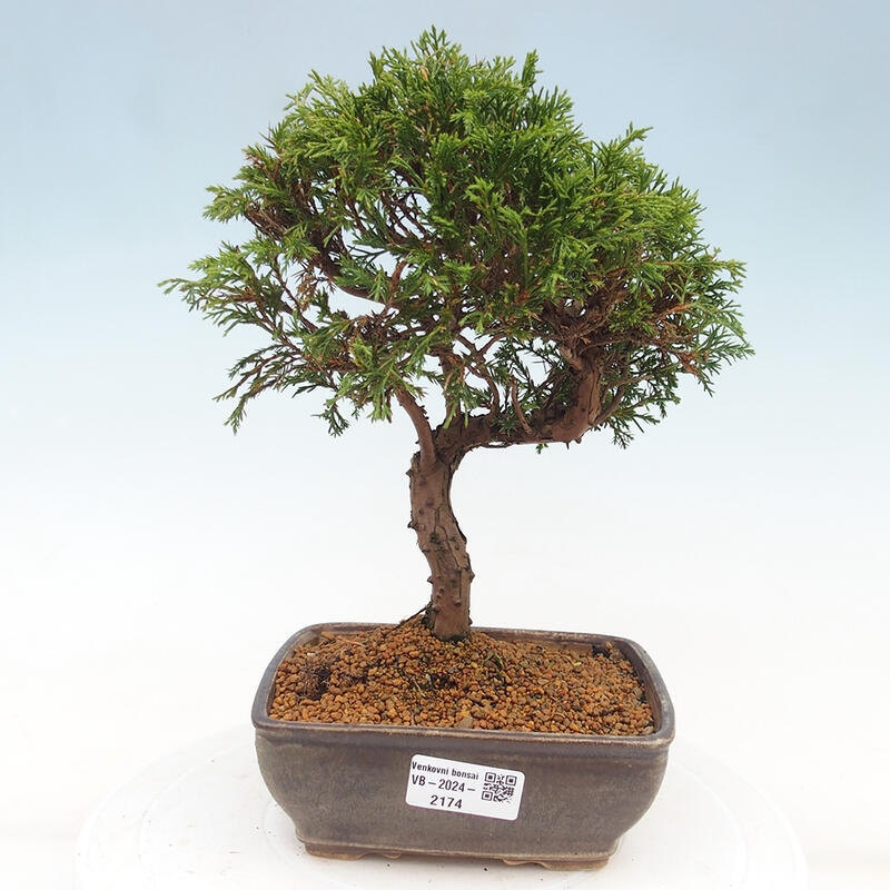 Bonsai da esterno - Juniperus chinensis Itoigawa