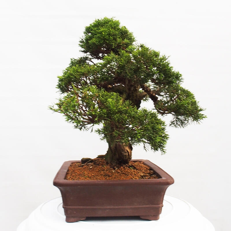 Bonsai da esterno - Juniperus chinensis Itoigawa