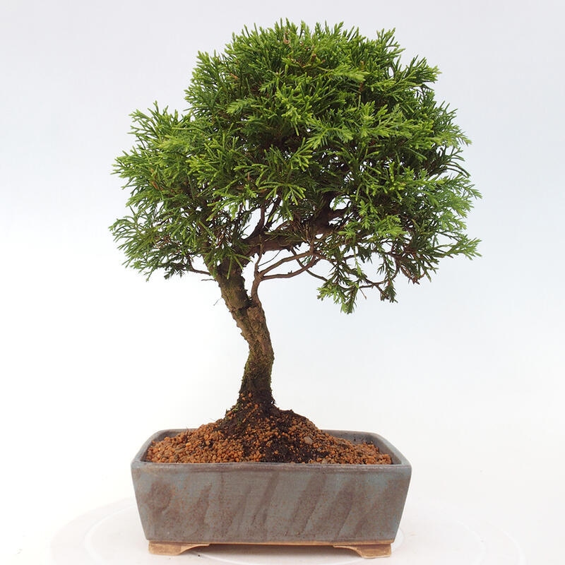 Bonsai da esterno - Juniperus chinensis Itoigawa