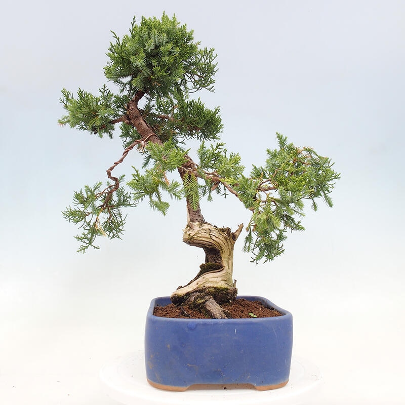Bonsai da esterno - Juniperus chinensis Itoigawa-Juniperus chinensis