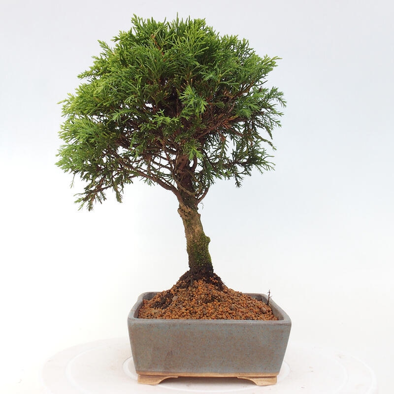 Bonsai da esterno - Juniperus chinensis Itoigawa
