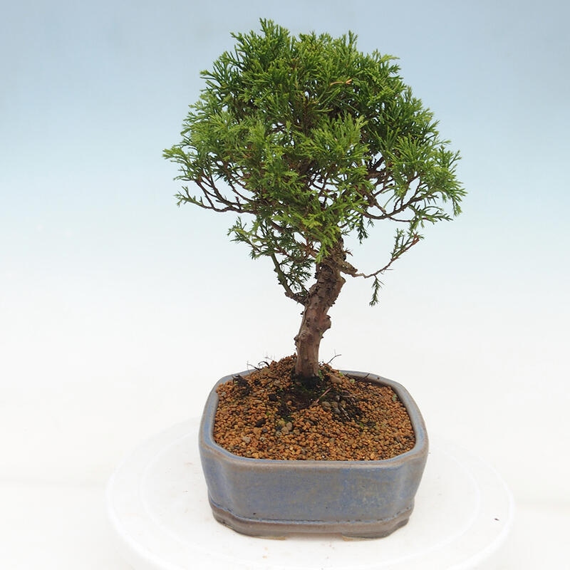 Bonsai da esterno - Juniperus chinensis Itoigawa