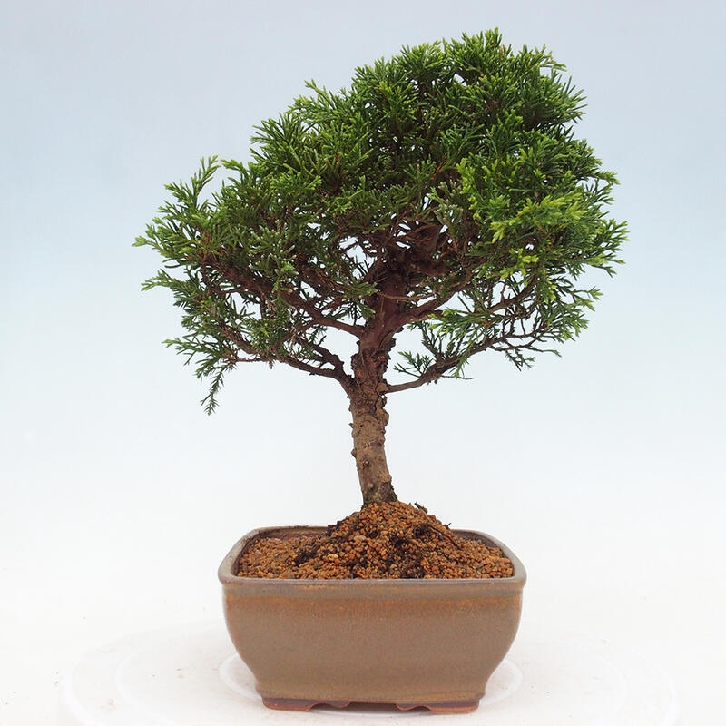 Bonsai da esterno - Juniperus chinensis Itoigawa