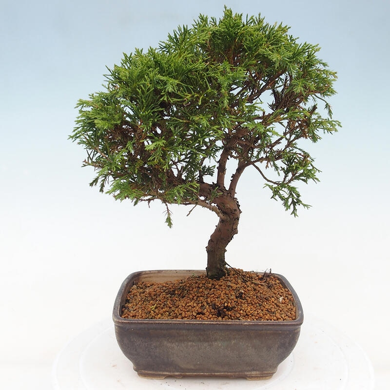 Bonsai da esterno - Juniperus chinensis Itoigawa