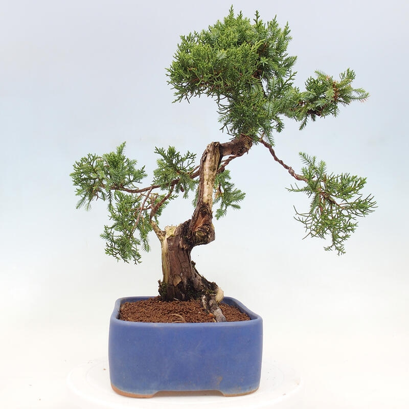 Bonsai da esterno - Juniperus chinensis Itoigawa-Juniperus chinensis