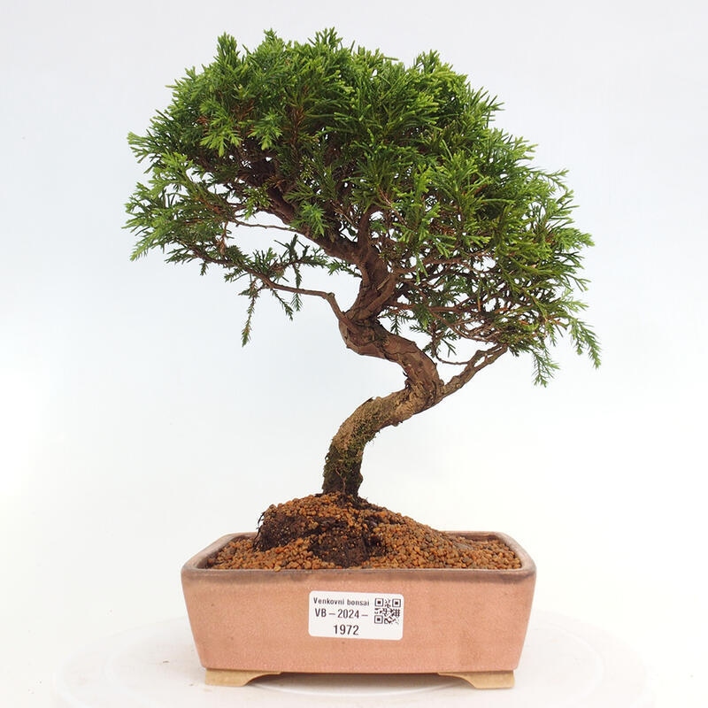 Bonsai da esterno - Juniperus chinensis Itoigawa