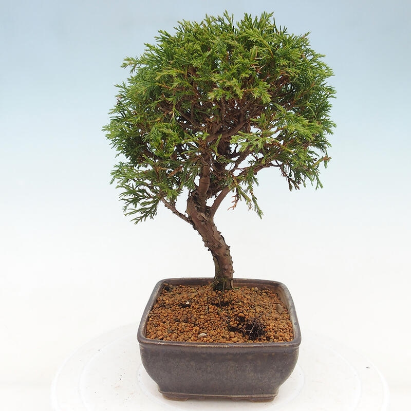 Bonsai da esterno - Juniperus chinensis Itoigawa