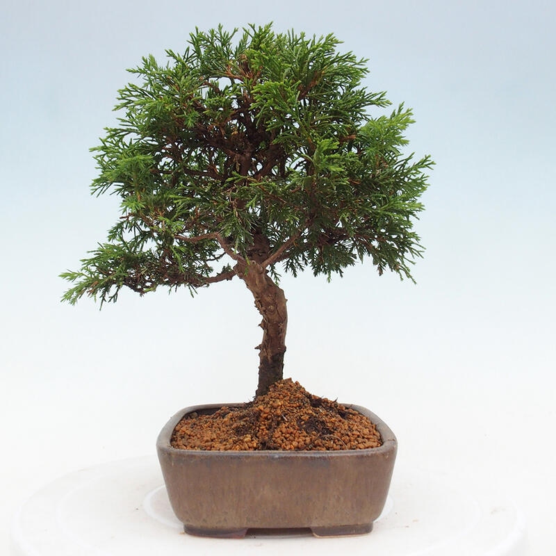 Bonsai da esterno - Juniperus chinensis Itoigawa