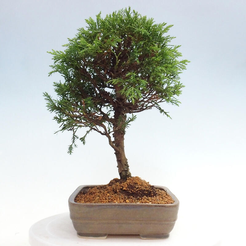 Bonsai da esterno - Juniperus chinensis Itoigawa