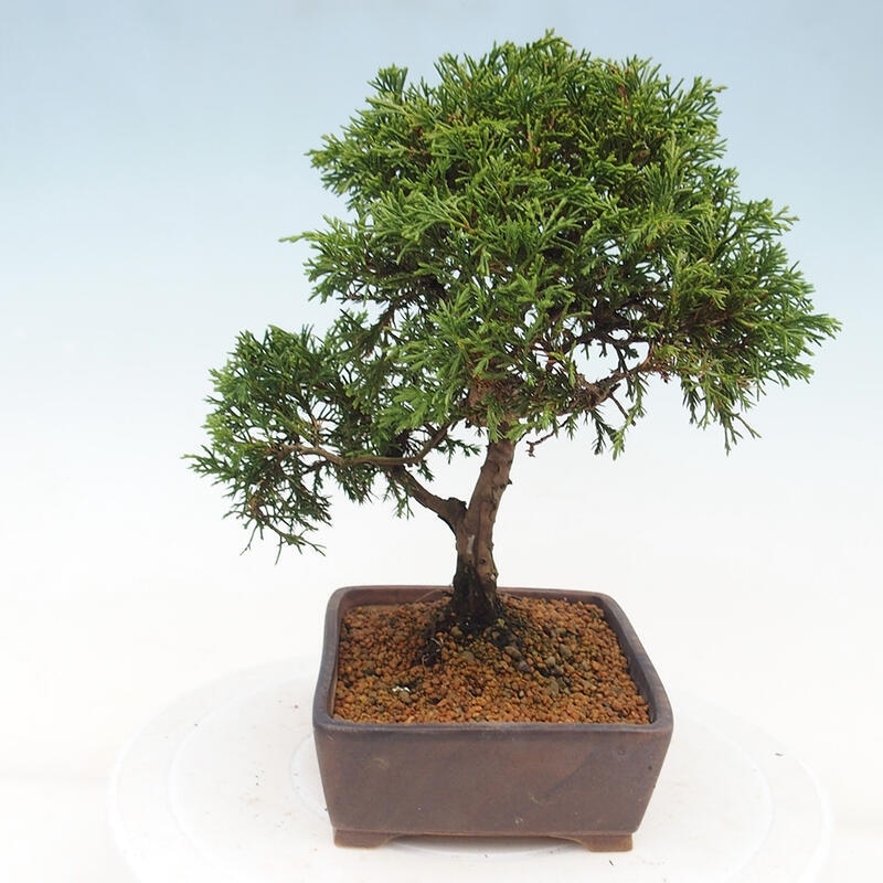 Bonsai da esterno - Juniperus chinensis Itoigawa