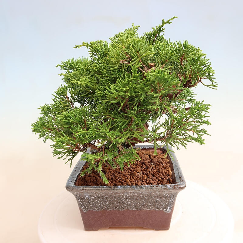 Bonsai da esterno - Juniperus chinensis Itoigawa