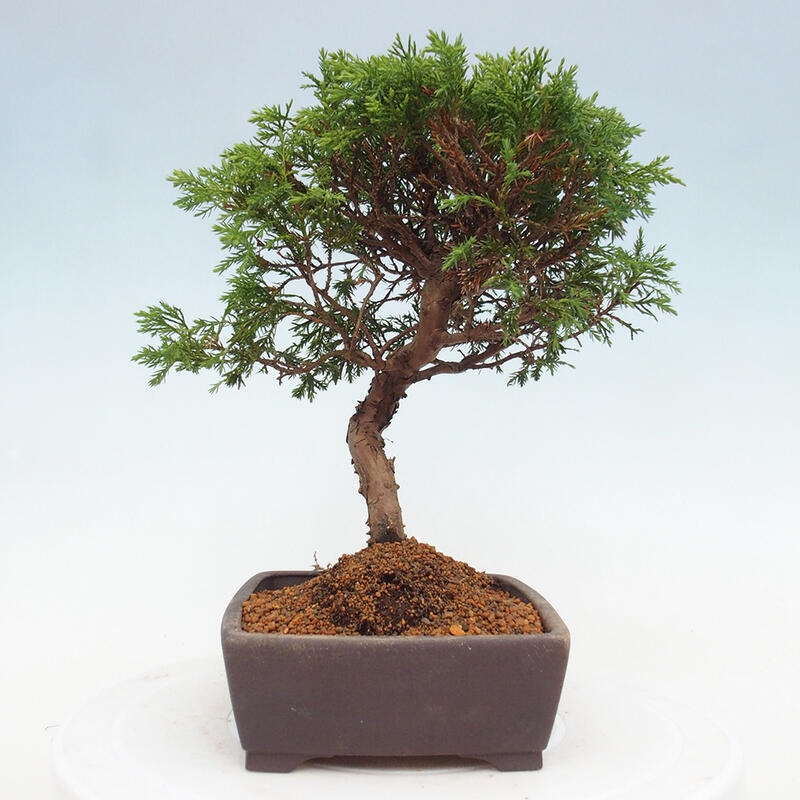 Bonsai da esterno - Juniperus chinensis Itoigawa