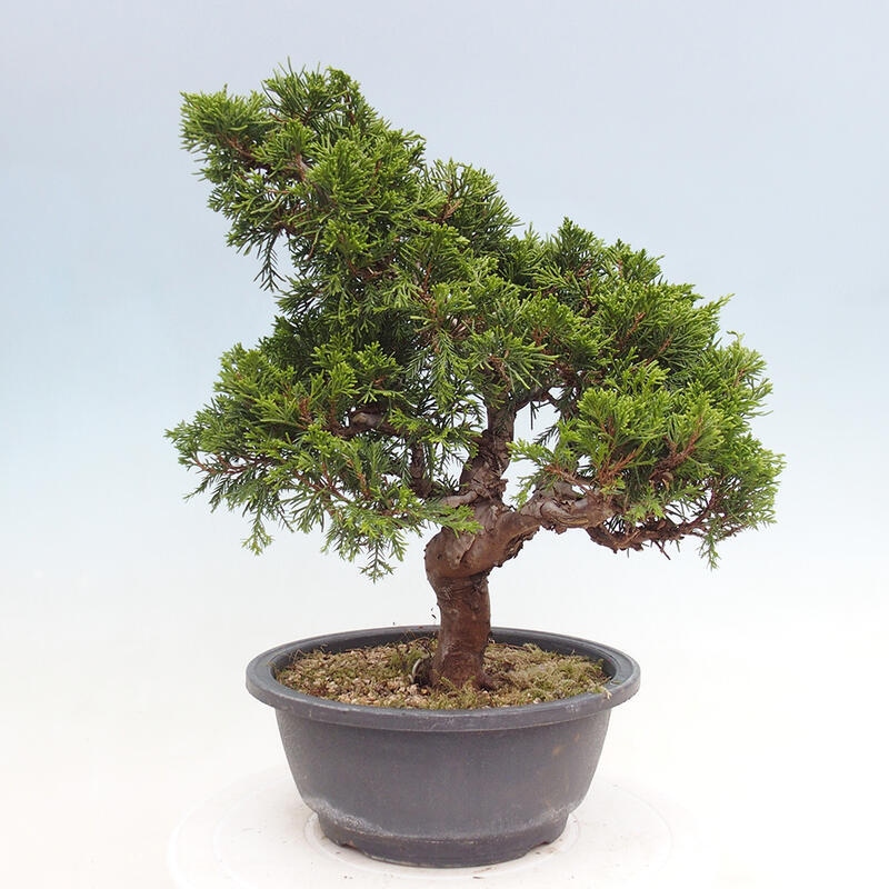 Bonsai da esterno - Juniperus chinensis Itoigawa