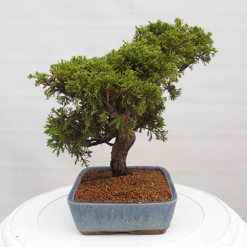 Bonsai da esterno - Juniperus chinensis Itoigawa