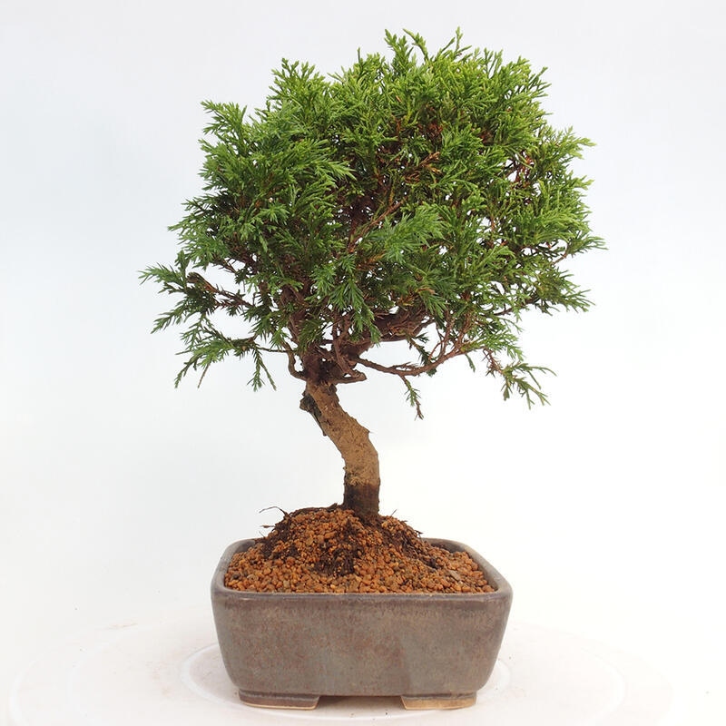 Bonsai da esterno - Juniperus chinensis Itoigawa