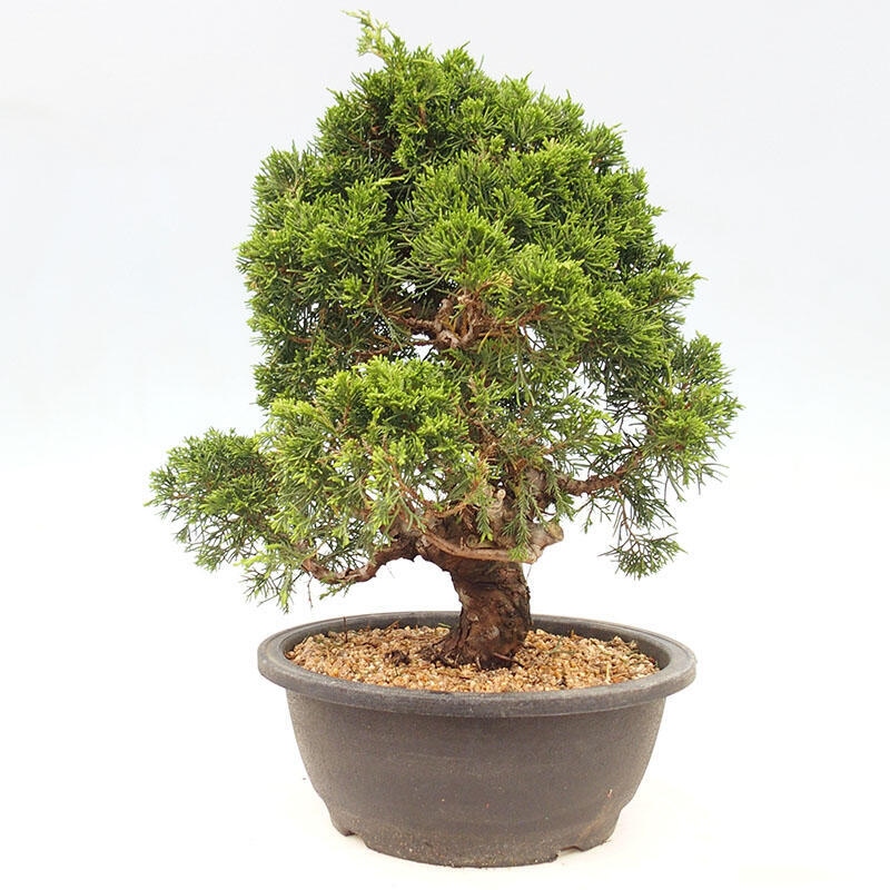 Bonsai da esterno - Juniperus chinensis Itoigawa-Juniperus chinensis
