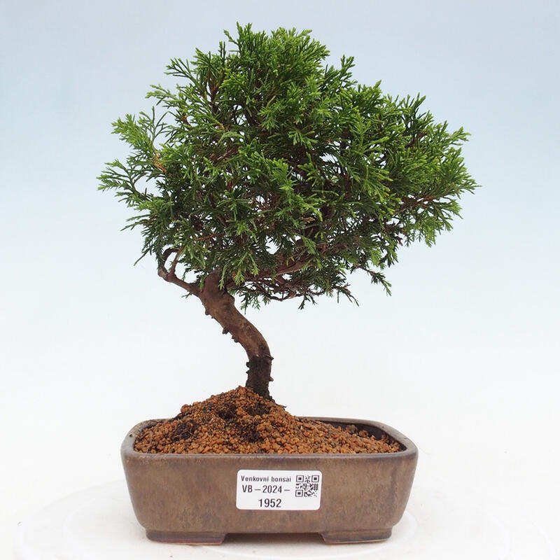 Bonsai da esterno - Juniperus chinensis Itoigawa