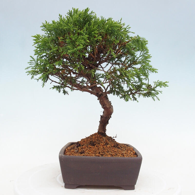 Bonsai da esterno - Juniperus chinensis Itoigawa