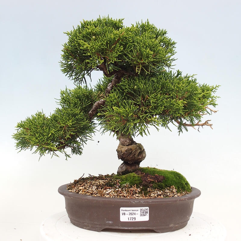 Bonsai da esterno - Juniperus chinensis Itoigawa-Juniperus chinensis