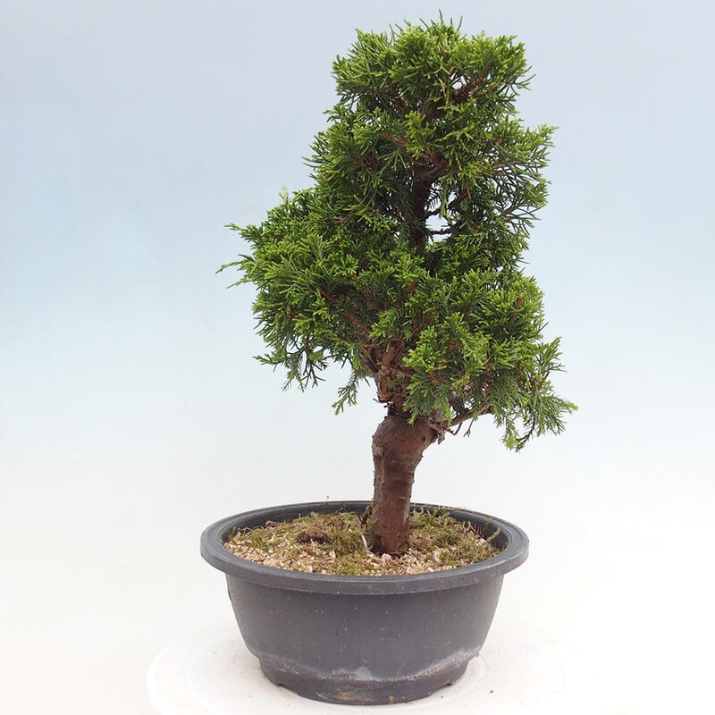 Bonsai da esterno - Juniperus chinensis Itoigawa