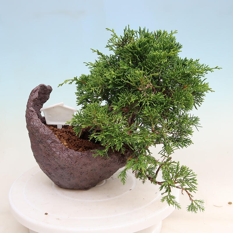 Bonsai da esterno - Juniperus chinensis Itoigawa
