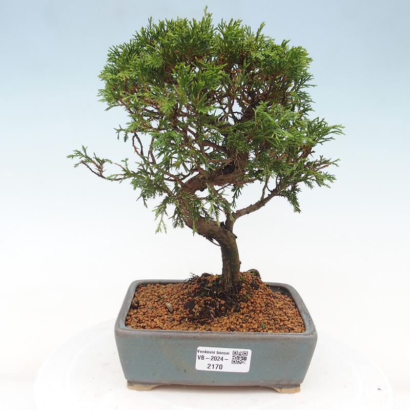 Bonsai da esterno - Juniperus chinensis Itoigawa