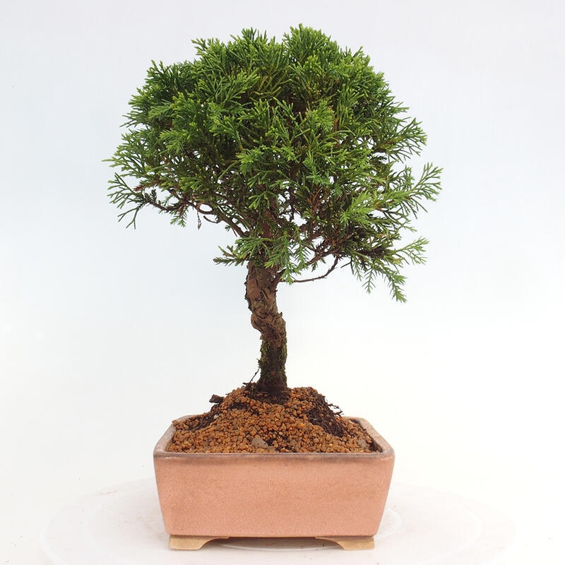 Bonsai da esterno - Juniperus chinensis Itoigawa
