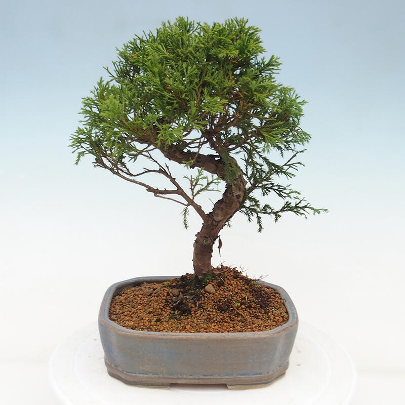 Bonsai da esterno - Juniperus chinensis Itoigawa