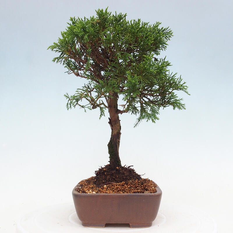 Bonsai da esterno - Juniperus chinensis Itoigawa