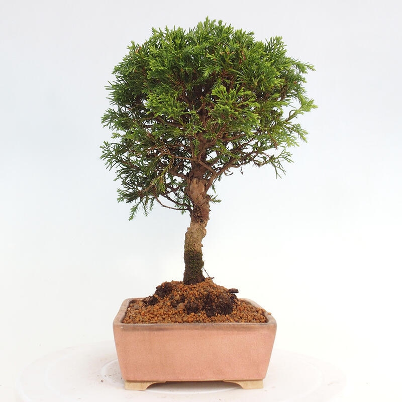 Bonsai da esterno - Juniperus chinensis Itoigawa