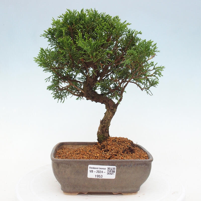 Bonsai da esterno - Juniperus chinensis Itoigawa