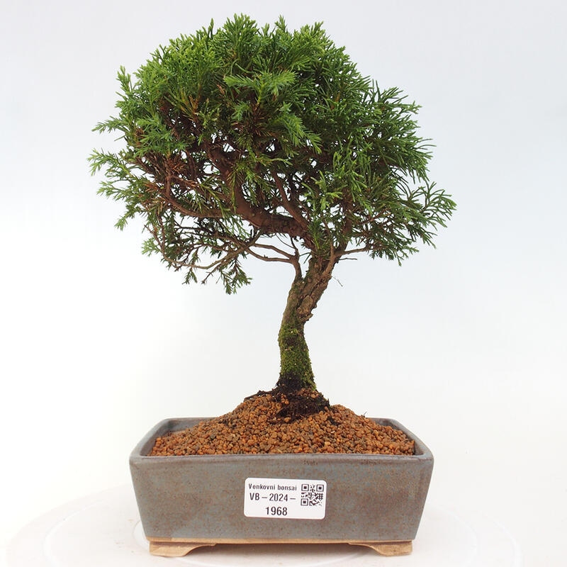 Bonsai da esterno - Juniperus chinensis Itoigawa