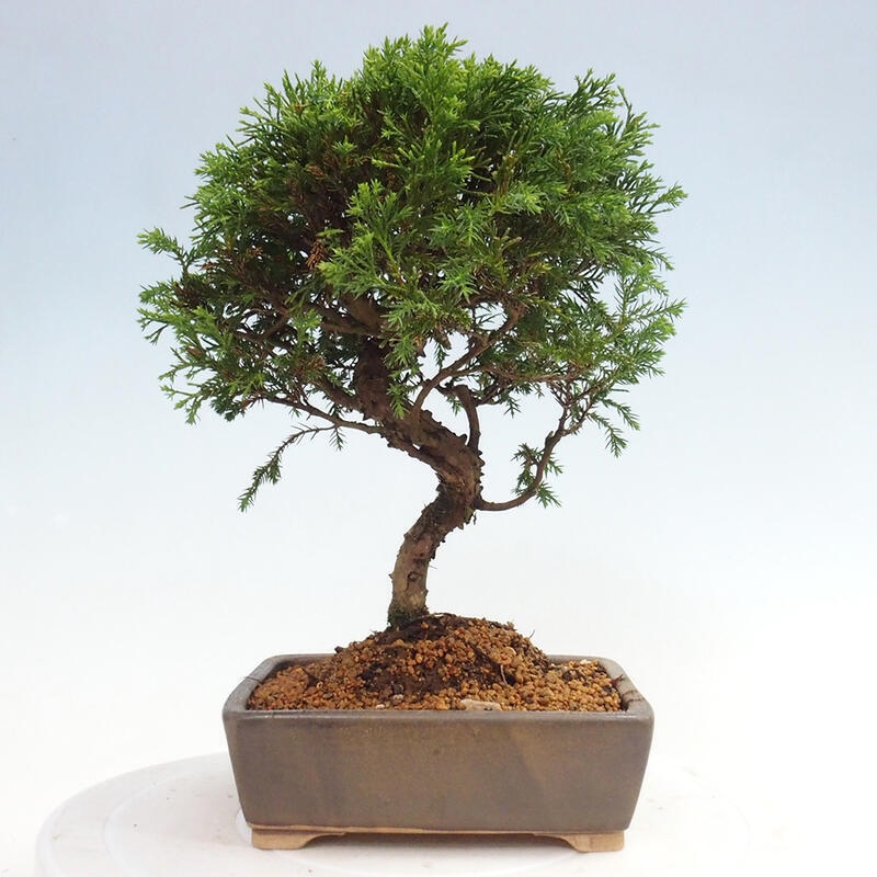Bonsai da esterno - Juniperus chinensis Itoigawa