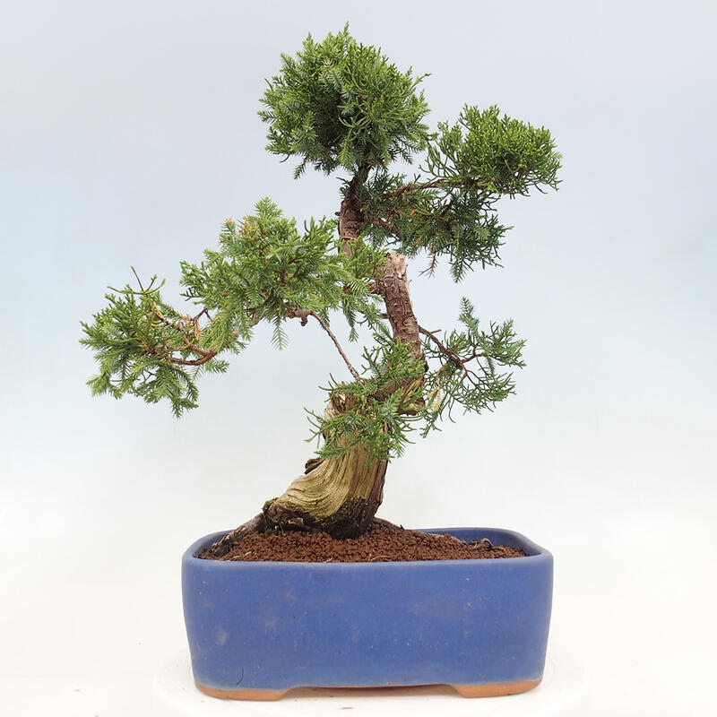 Bonsai da esterno - Juniperus chinensis Itoigawa-Juniperus chinensis
