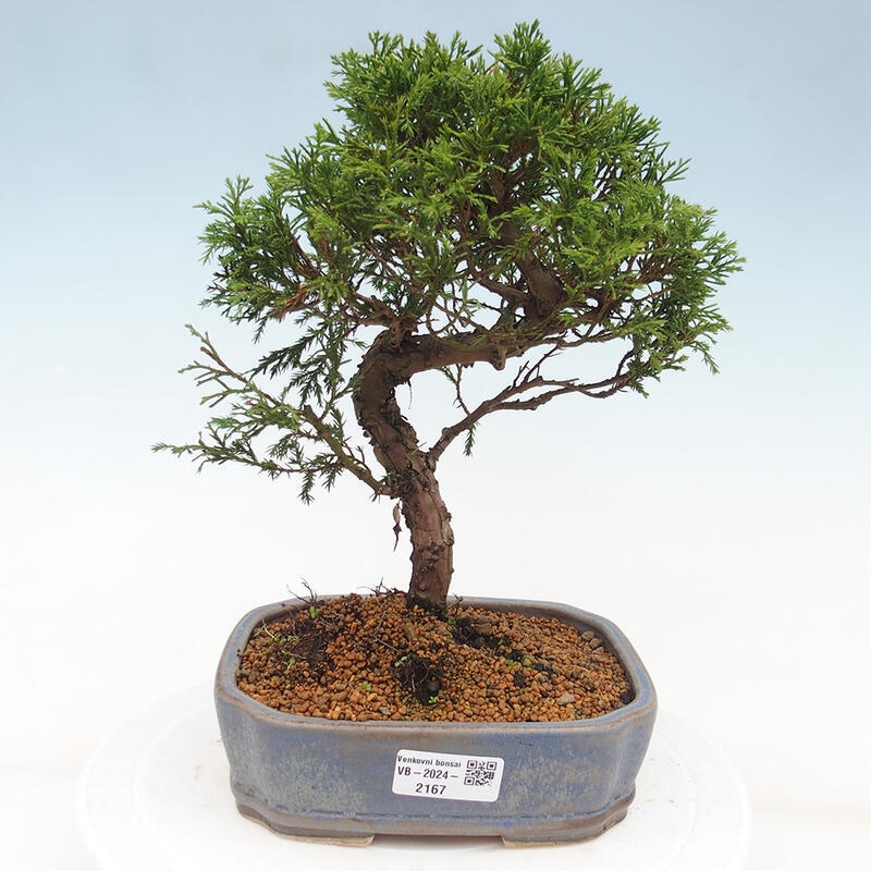 Bonsai da esterno - Juniperus chinensis Itoigawa