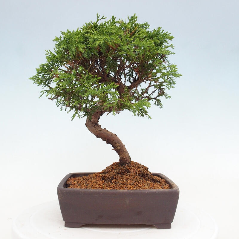 Bonsai da esterno - Juniperus chinensis Itoigawa