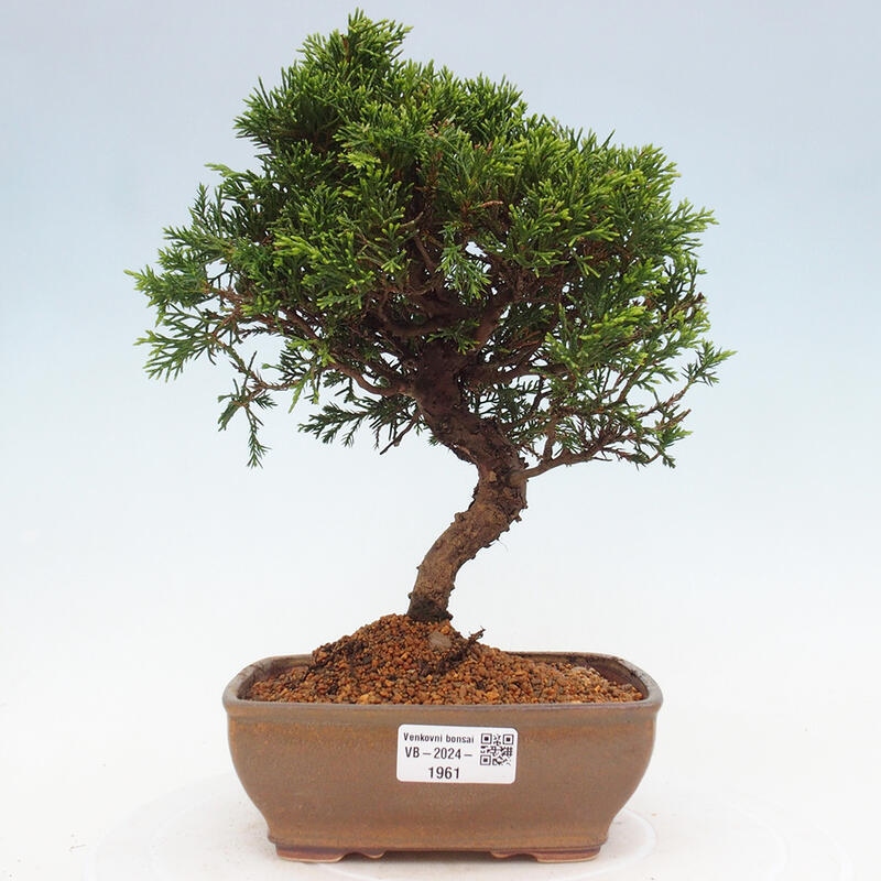 Bonsai da esterno - Juniperus chinensis Itoigawa