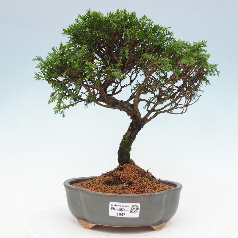 Bonsai da esterno - Juniperus chinensis Itoigawa