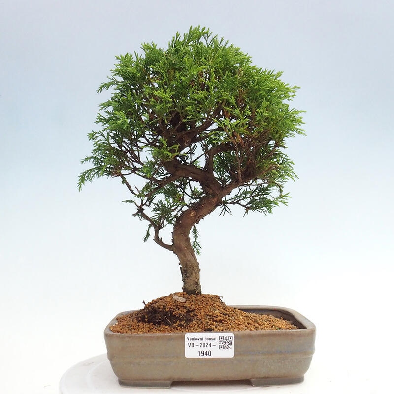 Bonsai da esterno - Juniperus chinensis Itoigawa